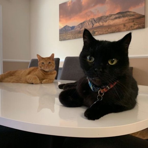 Meet your Posher, MO - Picture 2 of 2